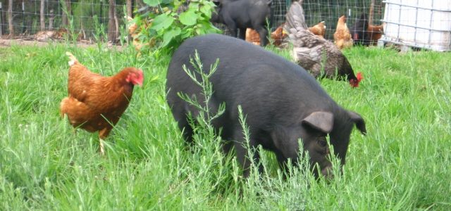 Fläskkött, kyckling och att vittna för din muslimske granne